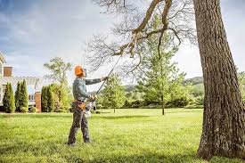 How Our Tree Care Process Works  in  Kaanapali, HI